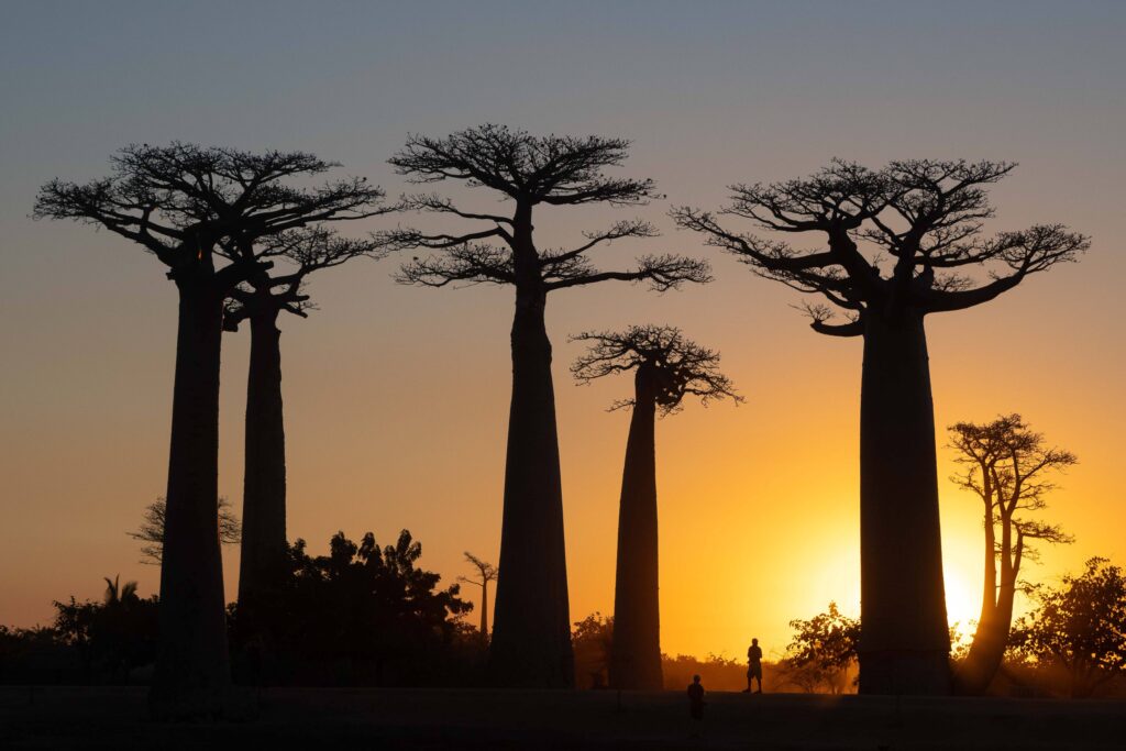 baobab, west, madagascar, tour company, travel, tourism, tours, animals, visit, guided tours, wildlife