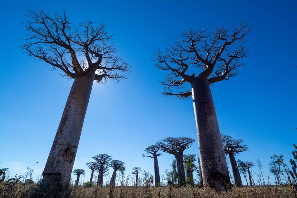 baobab, west, madagascar, tour company, travel, tourism, tours, animals, visit, guided tours, wildlife