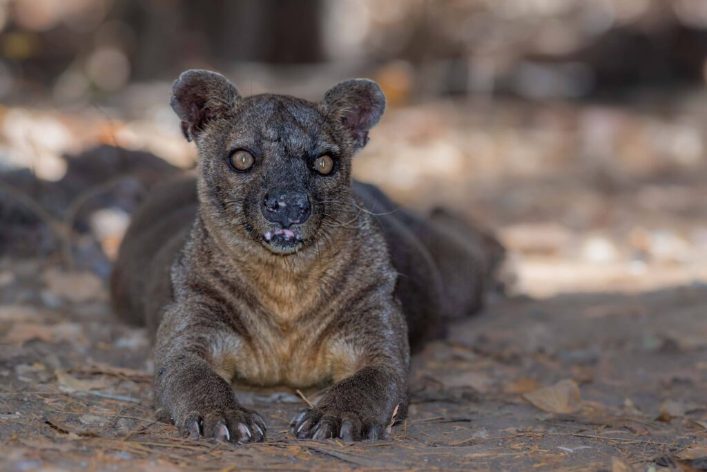 west, madagascar, tour company, travel, tourism, tours, animals, visit, guided tours, wildlife