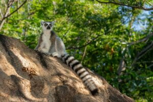 wildlife in southeast of madagascar