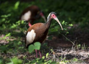 Northwest of Madagascar, birds, wildlife