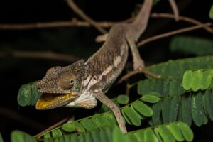 east coast of madagascar