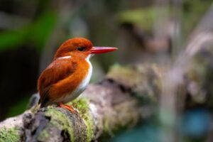 birding photography tours