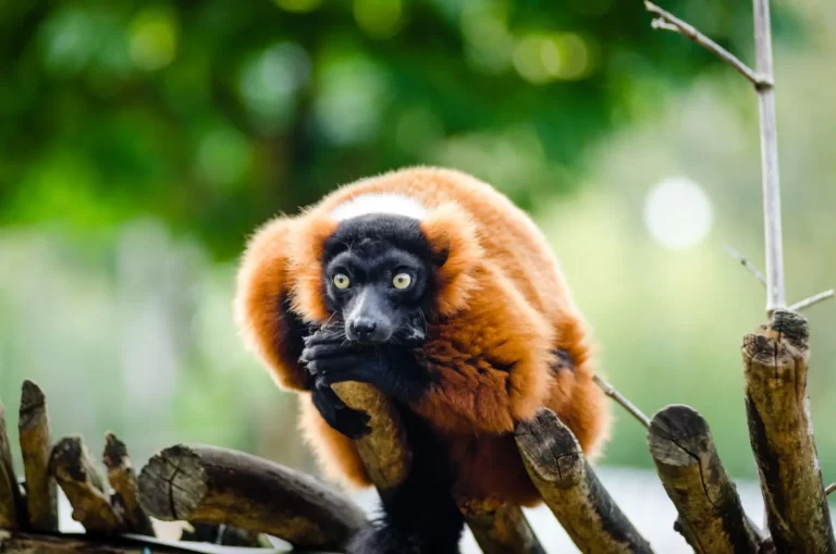 Madagascar wildlife - Red ruffed lemur